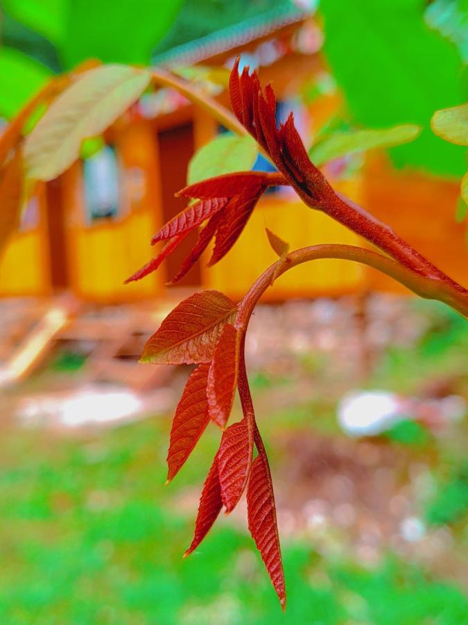 Shanti People Huts & Camp Kasol Exterior foto